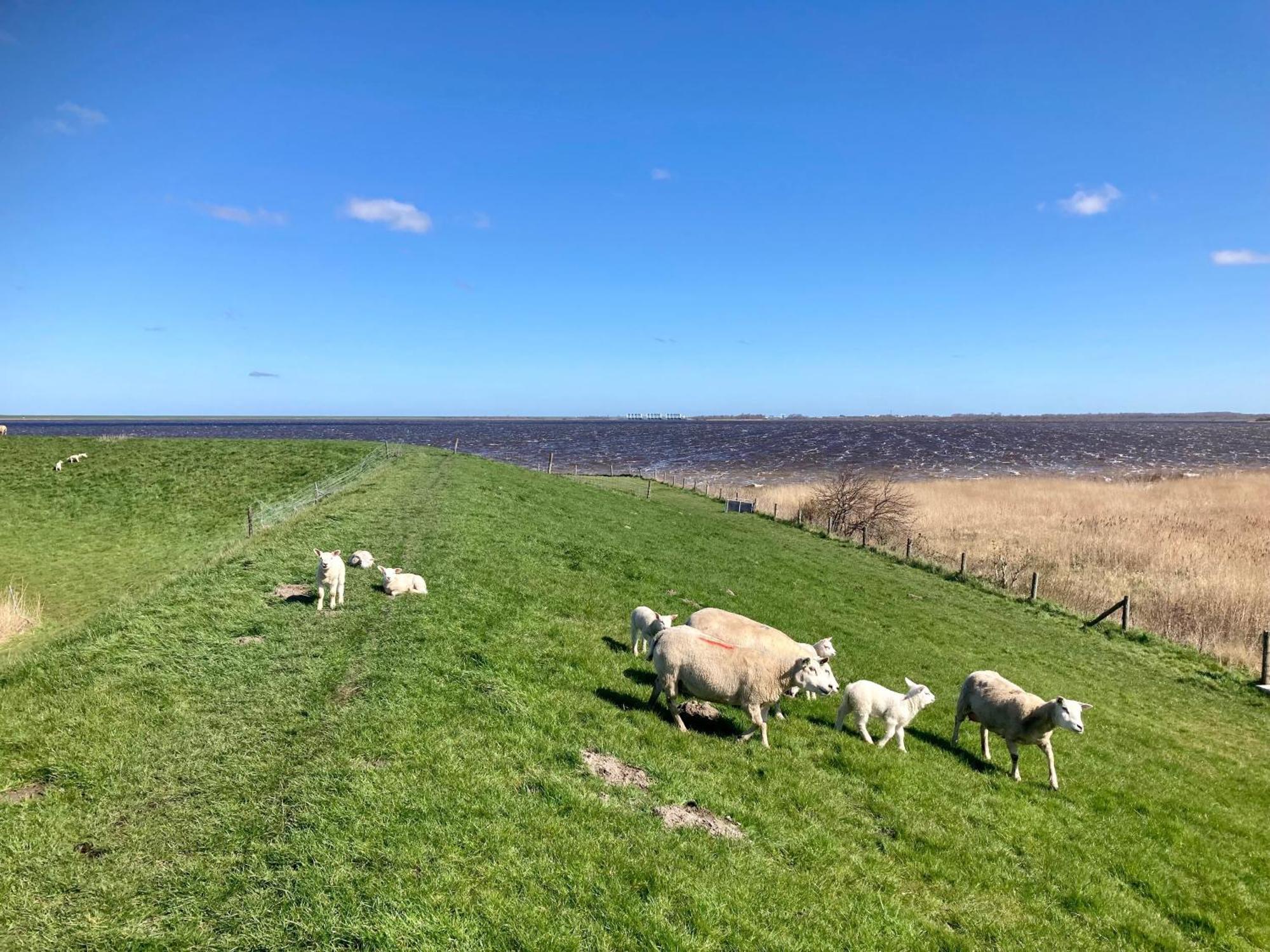 Haus Gaby Direkt Am Lauwersmeer Anjum 외부 사진